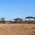 TZA MAR SerengetiNP 2016DEC24 LemalaEwanjan 004 : 2016, 2016 - African Adventures, Africa, Date, December, Eastern, Lemala Ewanjan Camp, Mara, Month, Places, Serengeti National Park, Tanzania, Trips, Year
